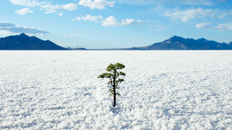 Ein einzelner kleiner Baum in einer Schneelandschaft