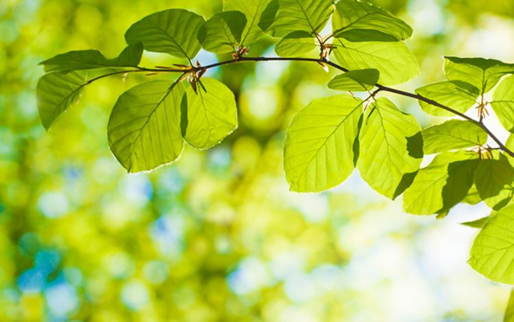 Grüne Laubblätter im Sonnenlicht